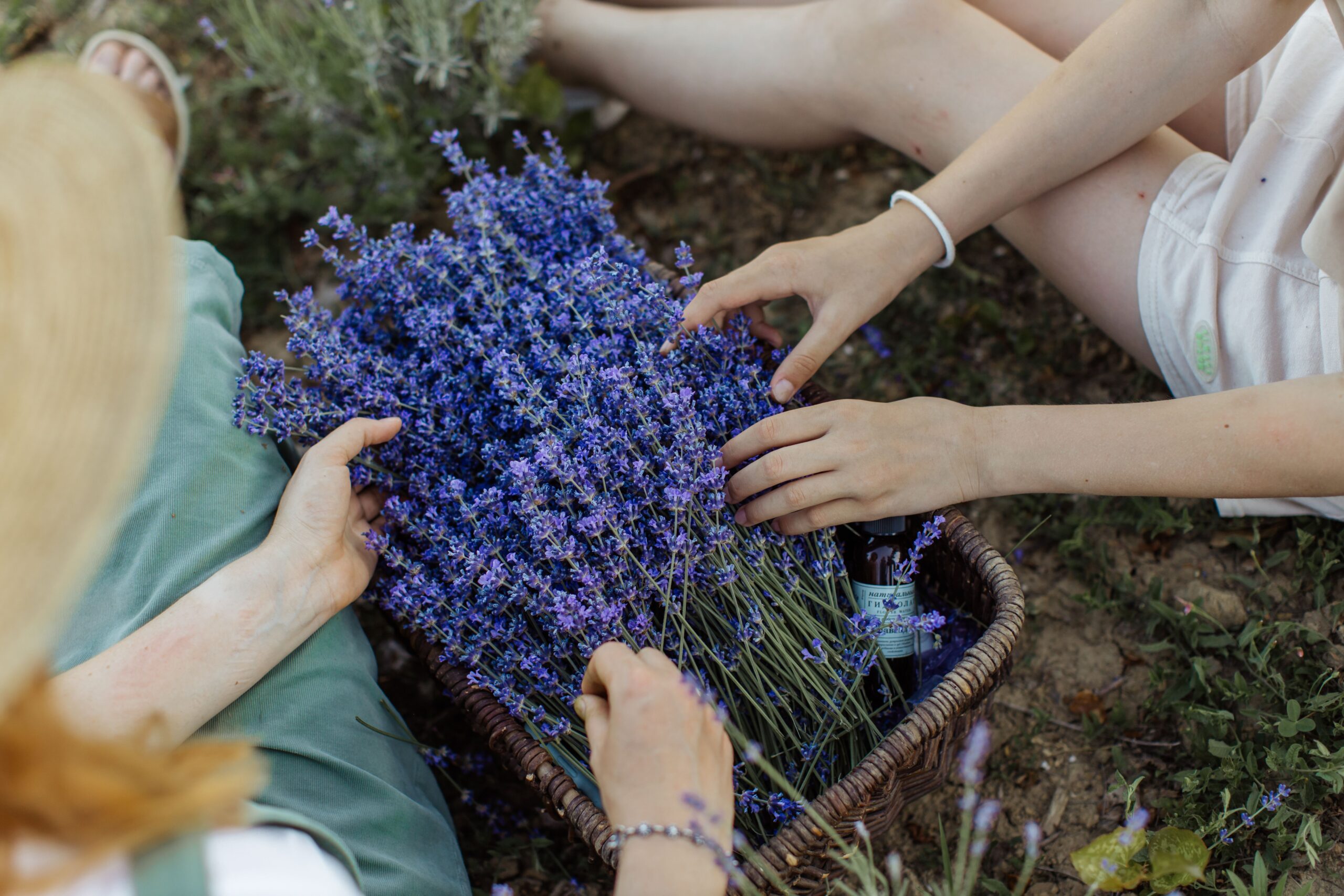 Lavanda